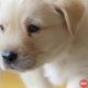 Le Blue Coppers Pet Store & Kennel in Shanghumugham, Trivandrum, Kerala