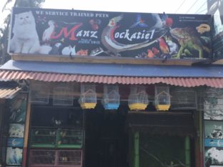 Manz Cockatiel Pet Shop in Attakulangara, Thiruvananthapuram, Kerala