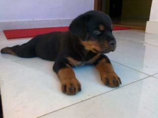 Miffilda Kennels Pet Shop in Akathiyur, Thrissur, Kerala