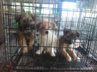 Pet Palace and Aquarium Pet Shop Powdikonam, Trivandrum, Kerala