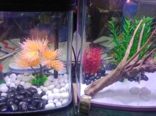 Pet World Pet Shop in Kuttur, Thrissur, Kerala