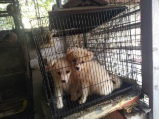 Pets Paradise Pet Shop in Thriprayar,Thrissur, Kerala