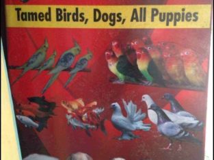 Pets Villa Pet Shop in Manacaud, Thiruvananthapuram, Kerala
