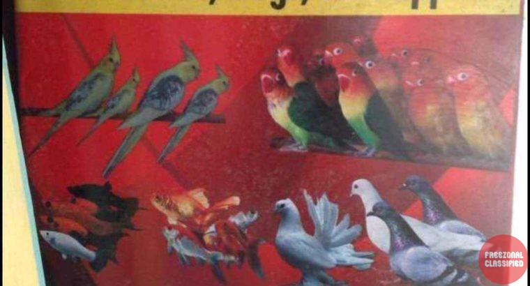 Pets Villa Pet Shop in Manacaud, Thiruvananthapuram, Kerala