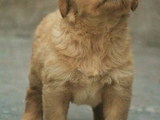 Satish Kennels Pet Shop in Killipalam, Thiruvananthapuram,Kerala