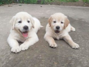 Sindhooram Kennels Pet Shop in Poothole, Thrissur, Kerala