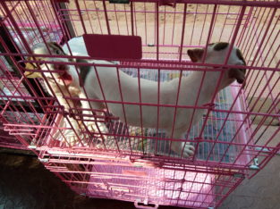 SJ Pets Shop Pet Shop in Thrissur, Kerala