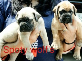 Spoty Wolf Kennels Pet Shop in Chettupuzha, Thrissur, Kerala