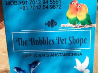 The Bubbles Pet Shope Astamichira Pet Shop Annallur, Thrissur, Kerala