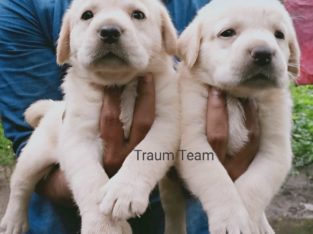 Traum Team Kennels Pet Shop in Chengallur, Thrissur, Kerala