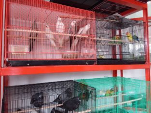 Travancore Pets Pet Shop in Chenthitta,Thiruvananthapuram,Kerala