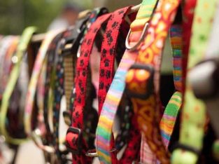 Wolf Park Pet Shop in Punkunnu, Thrissur, Kerala